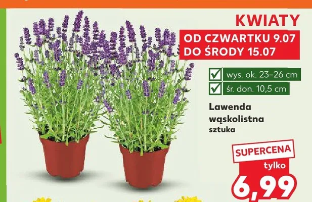 Lawenda wąskolistna promocja w Kaufland
