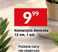 Komarzyca doniczka 12 cm promocja w Twój Market