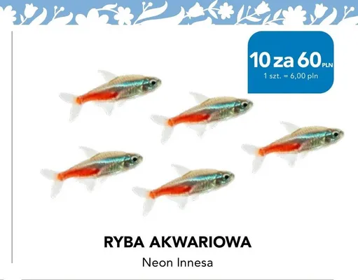 Ryba akwariowa Neon Innesa promocja w Aquael zoo