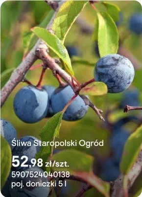 Sadzonka Śliwa Staropolski Ogród promocja w Castorama