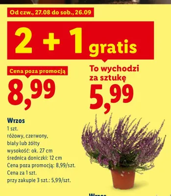 Wrzos biały promocja w Lidl