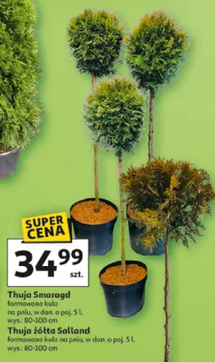 Thuja Smaragd formowana kula na pniu promocja w Auchan