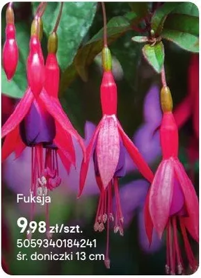 Fuksja promocja w Castorama