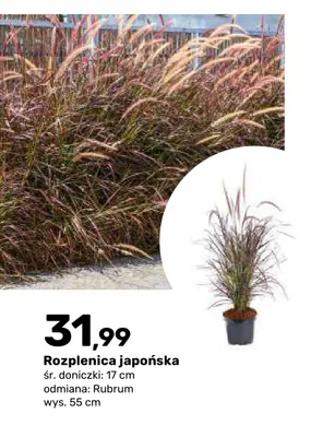 Rozplenica japońska Rubrum promocja w Bricomarche