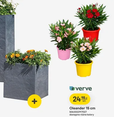 Oleander 15cm promocja w Castorama