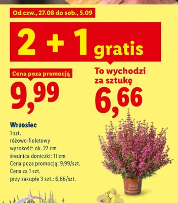 Wrzosiec różowo-fioletowy promocja w Lidl