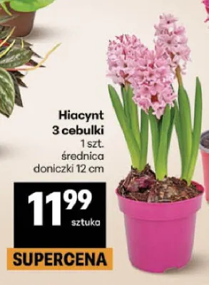 Hiacynt 3 cebulki promocja w Delikatesy Centrum