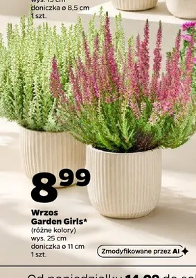 Wrzos Garden Girls promocja w Netto