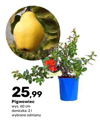 Krzew owocowy Pigwowiec doniczka 2 l wys. 60 cm promocja w Bricomarche