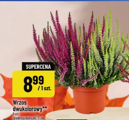 Wrzos dwukolorowy promocja w POLOmarket