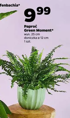 Paproć Green Moment promocja w Netto