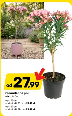 Oleander na pniu mix kolorów wys. 40cm śr. doniczki 13cm promocja w Bricomarche