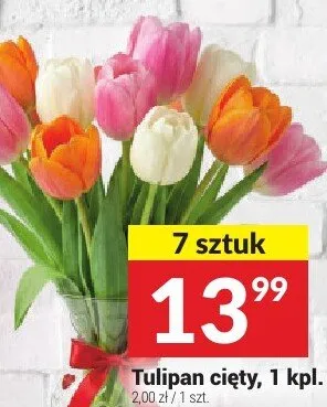 Tulipan cięty promocja w Twój Market