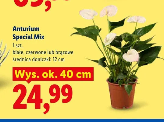 Anturium Special Mix brązowe promocja w Lidl