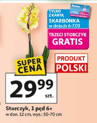 Storczyk 1 pęd 6+ promocja w Auchan