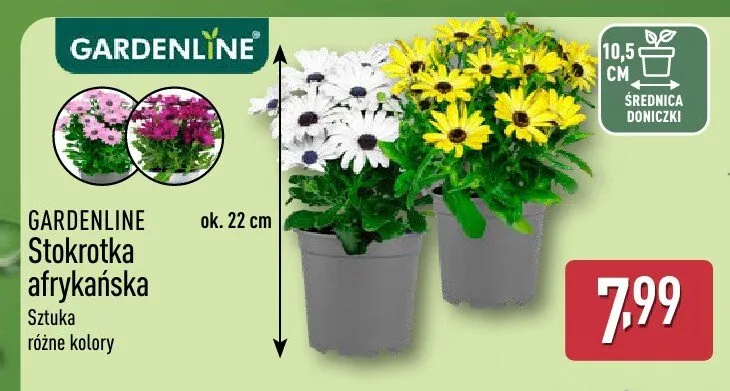 Stokrotka afrykańska GARDENLINE promocja w Aldi