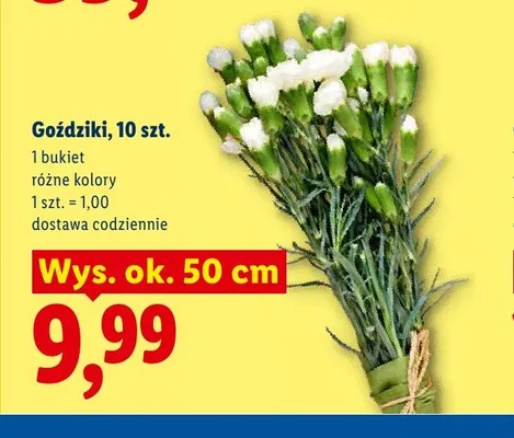 Goździki bukiet promocja w Lidl