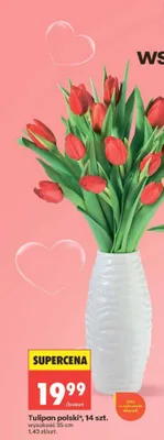Tulipan polski 14szt. wysokość 35cm promocja w Biedronka