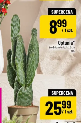 Optunia promocja w POLOmarket