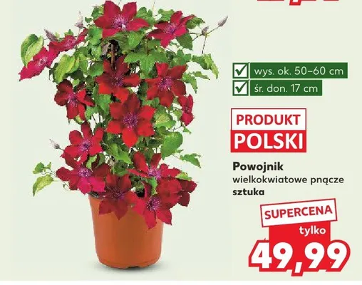 Powojnik wielkokwiatowe pnące promocja w Kaufland