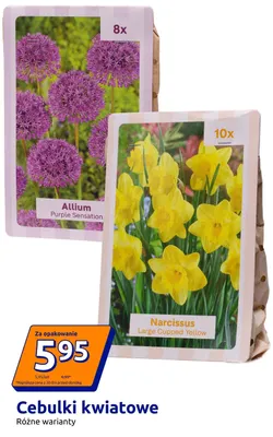 Cebulki kwiatowe Narcissus Large Cupped Yellow promocja w Action