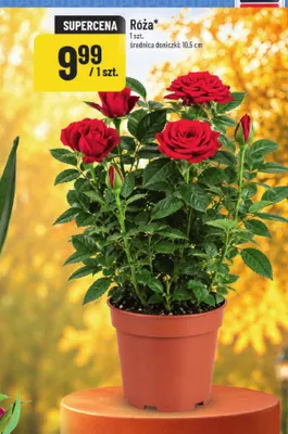 Róża POLOmarket promocja w POLOmarket