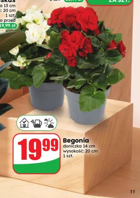 Begonia promocja w Dino