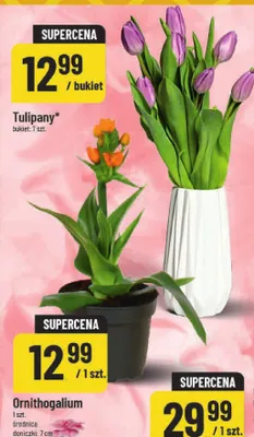 Ornithogalium promocja w POLOmarket