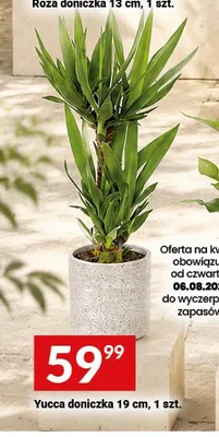 Yucca doniczkowa promocja w Twój Market