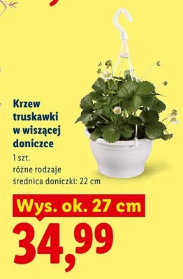 Krzew truskawki w wiszącej doniczce promocja w Lidl