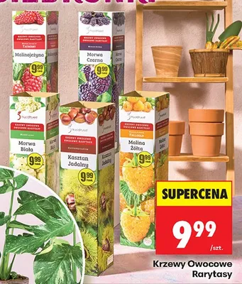 Krzewy owocowe Rarytasy promocja w Biedronka