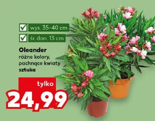 Oleander różne kolory pachnące kwiaty  promocja w Kaufland