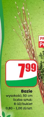 Bazie wysokość: 50 cm promocja w Dino