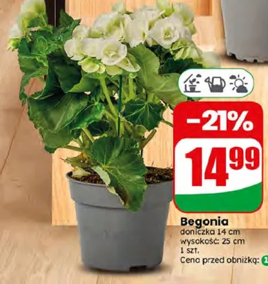 Begonia doniczka 14 cm promocja w Dino