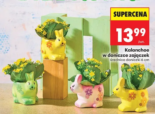 Kalanchoe w doniczce zajączek średnica doniczki 6 cm promocja w Biedronka