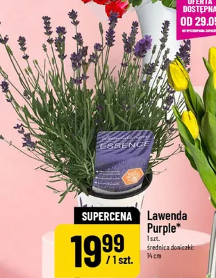 Lawenda Purple średnica doniczki: 14cm promocja w POLOmarket
