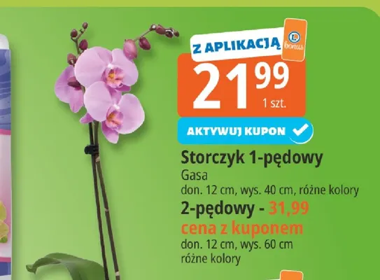Storczyk 1-pędowy Gasa promocja w Leclerc