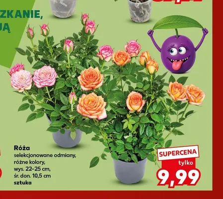 Róża selekcjonowane odmiany promocja w Kaufland