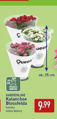 Kalanchoe Blossfelda Gardenline promocja w Aldi