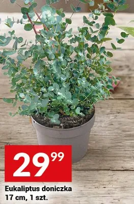 Eukaliptus doniczka 17 cm promocja w Twój Market
