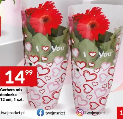 Gerbera mix doniczkowa 12cm promocja w Twój Market