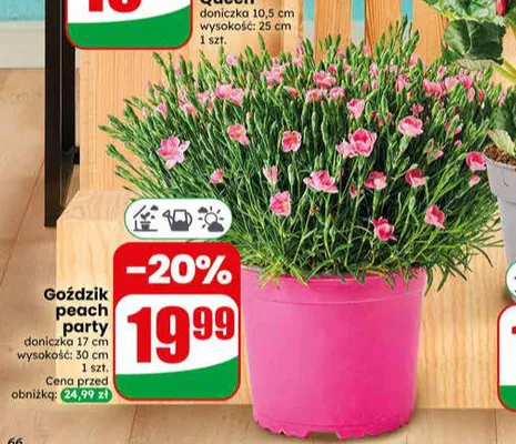 Goździk Peach Party promocja w Dino