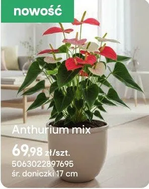 Anthurium mix promocja w Castorama