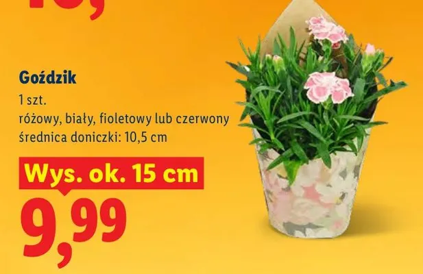 Goździk promocja w Lidl