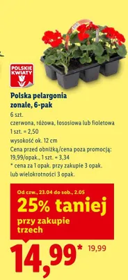 Polska pelargonia zonale czerwona 6-pak promocja w Lidl