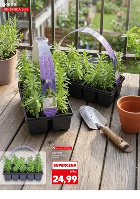 Lawenda pachnąca bylina wys. ok. 15-18 cm 10-pak promocja w Kaufland