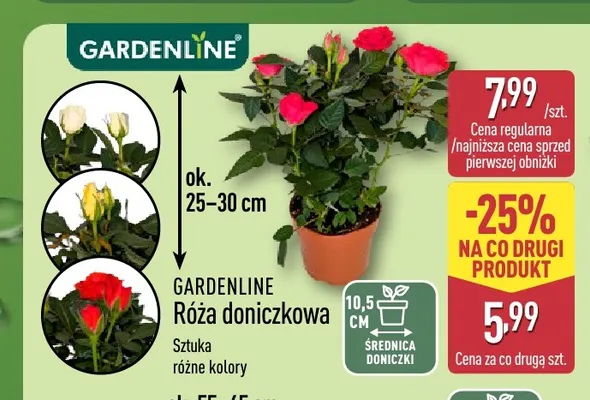 Róża doniczkowa Gardenline promocja w Aldi
