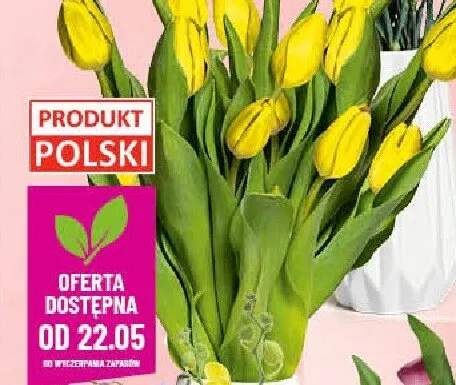 Tulipany bukiet 12szt. promocja w POLOmarket