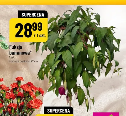 Fuksja bananowa promocja w POLOmarket