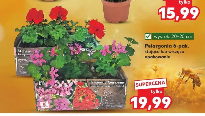 Pelargonia promocja w Kaufland
